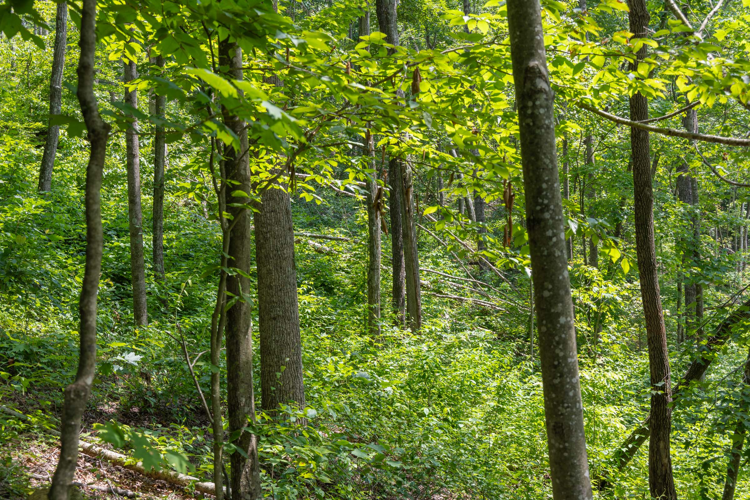 Tract 58 at Creek Hollow Phase II in Rockcastle County, Kentucky