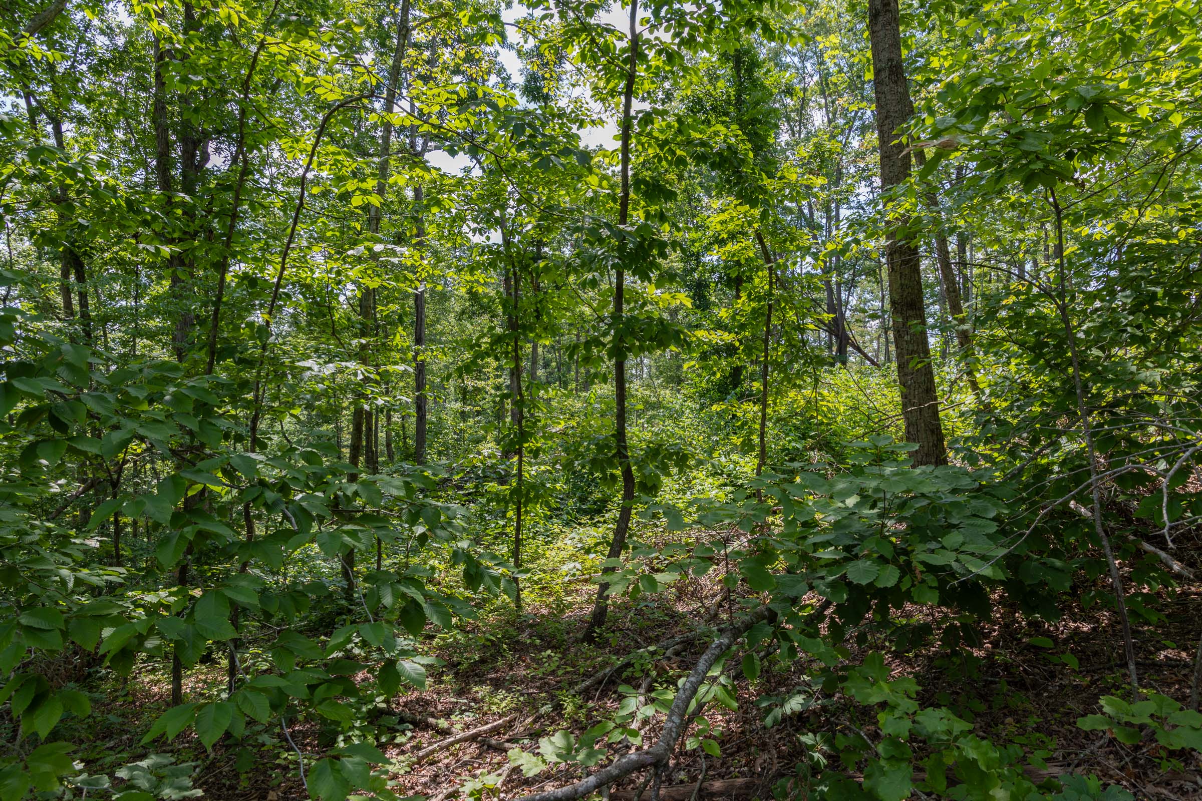 Tract 59 at Creek Hollow Phase II in Rockcastle County, Kentucky