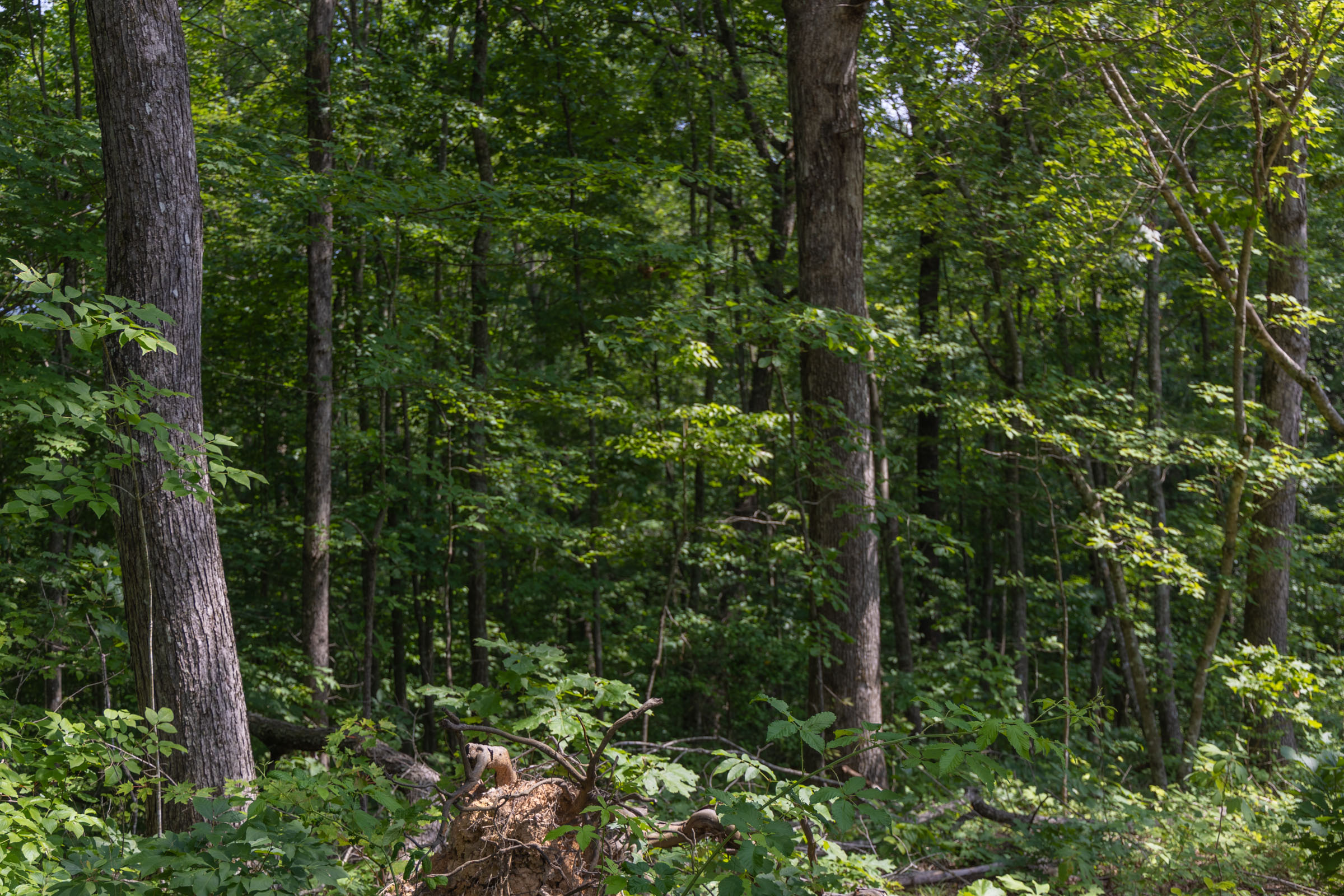 Tract 60 at Creek Hollow Phase II in Rockcastle County, Kentucky