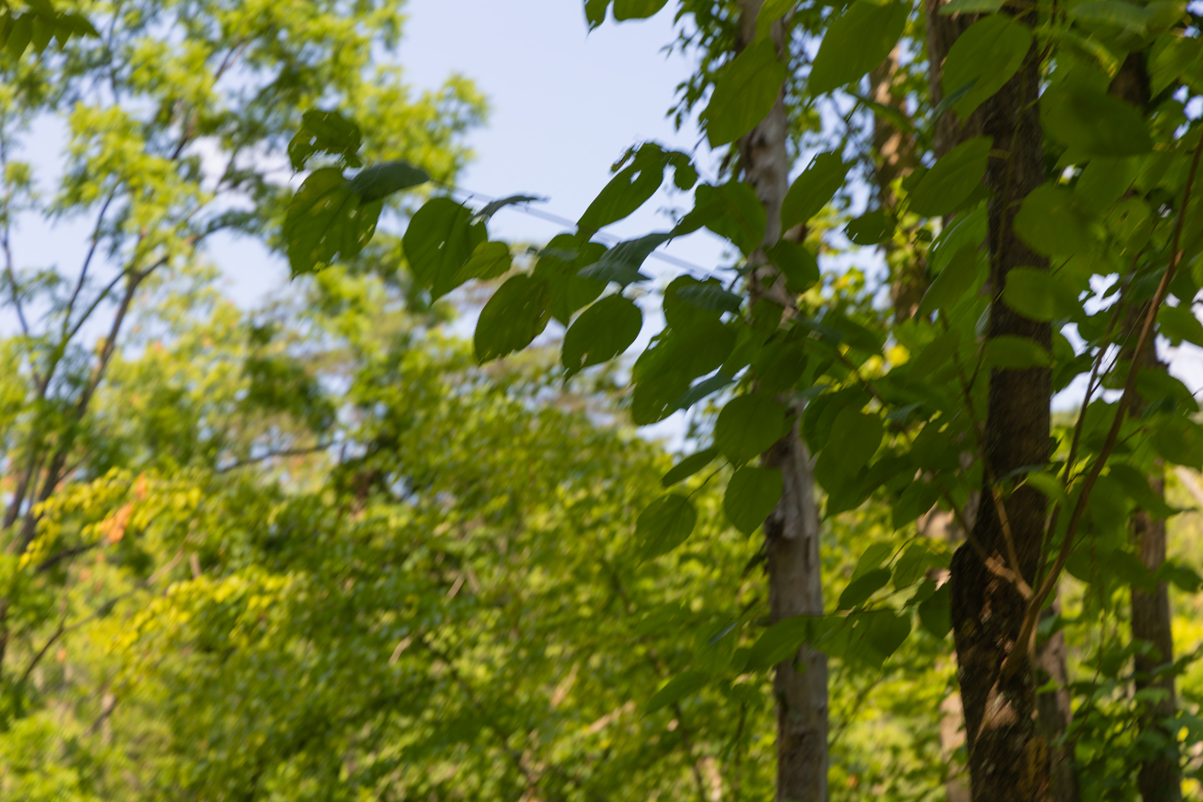 Tract 66 at Creek Hollow Phase II in Rockcastle County, Kentucky