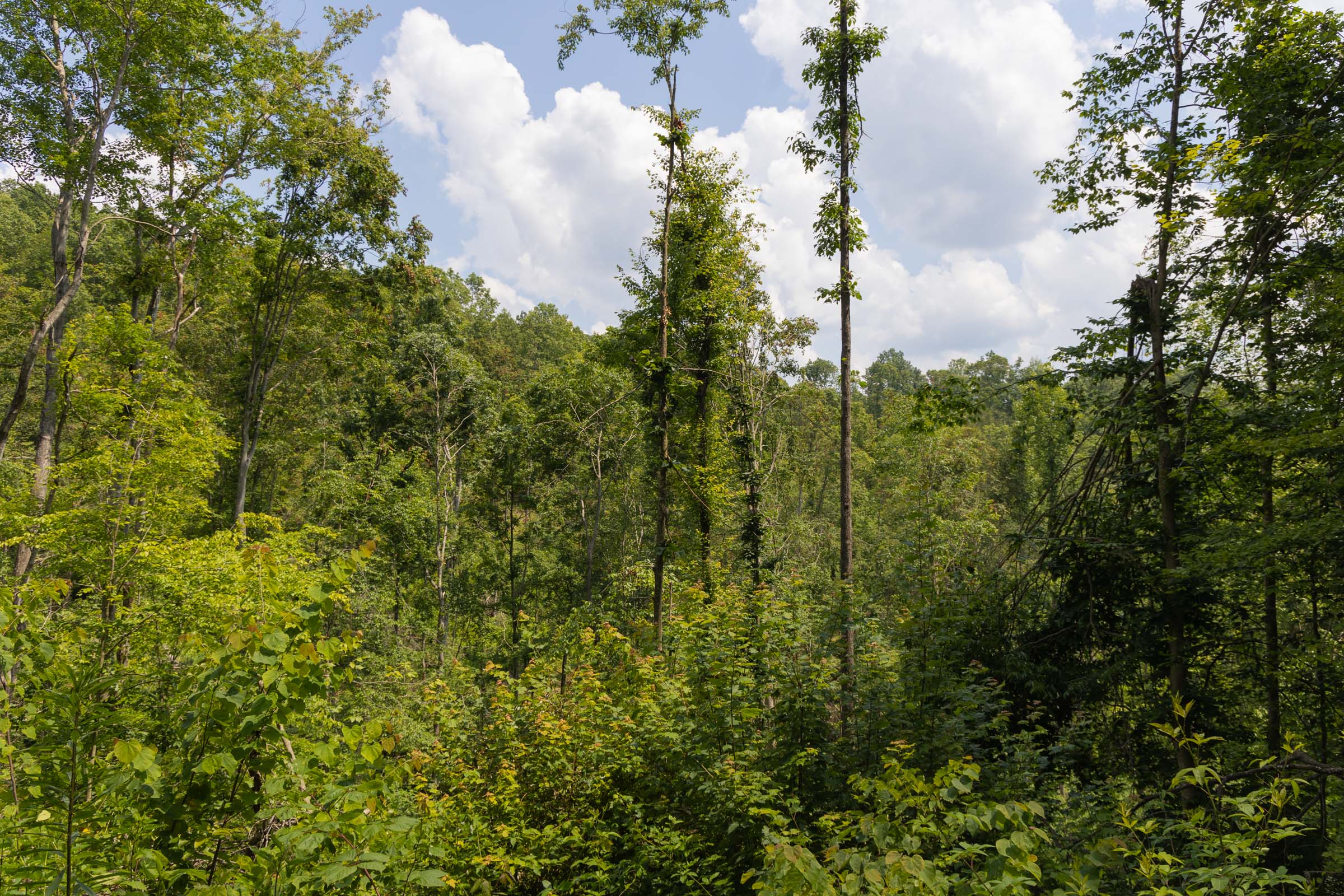 Tract 69 at Creek Hollow Phase II in Rockcastle County, Kentucky