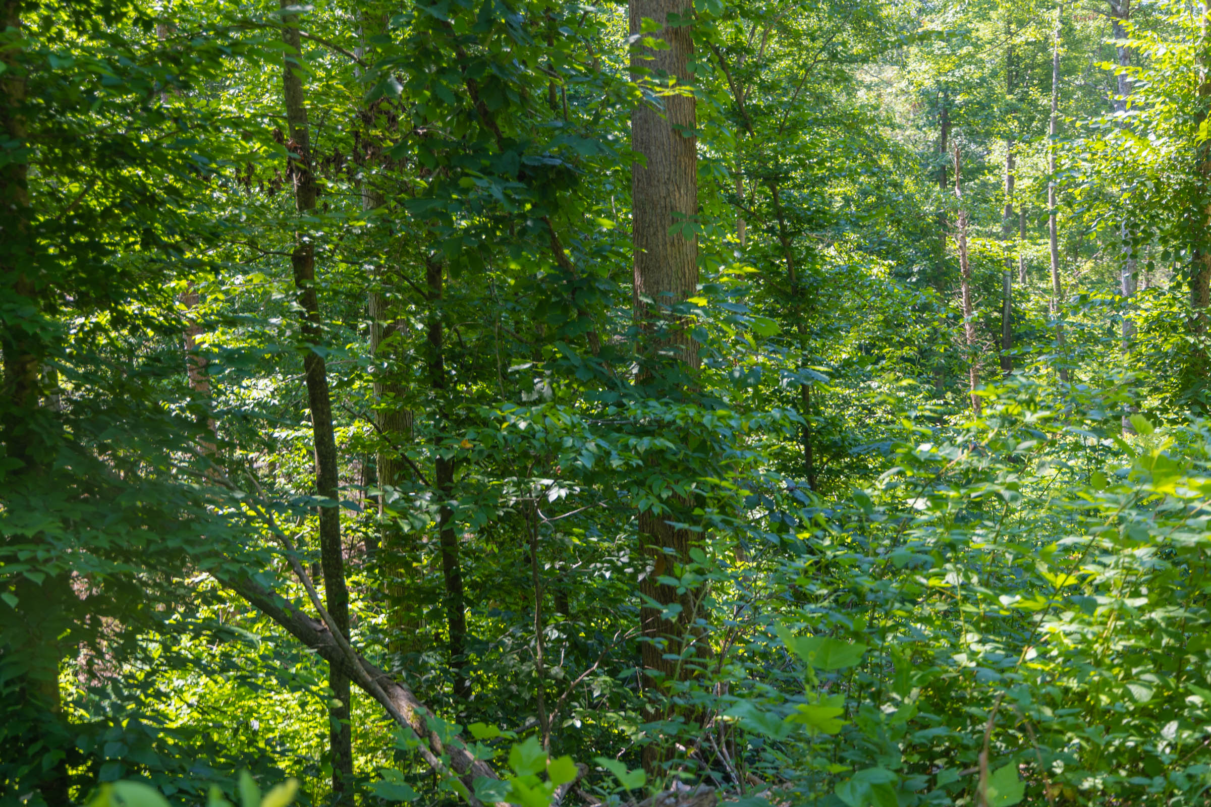Tract 70 at Creek Hollow Phase II in Rockcastle County, Kentucky