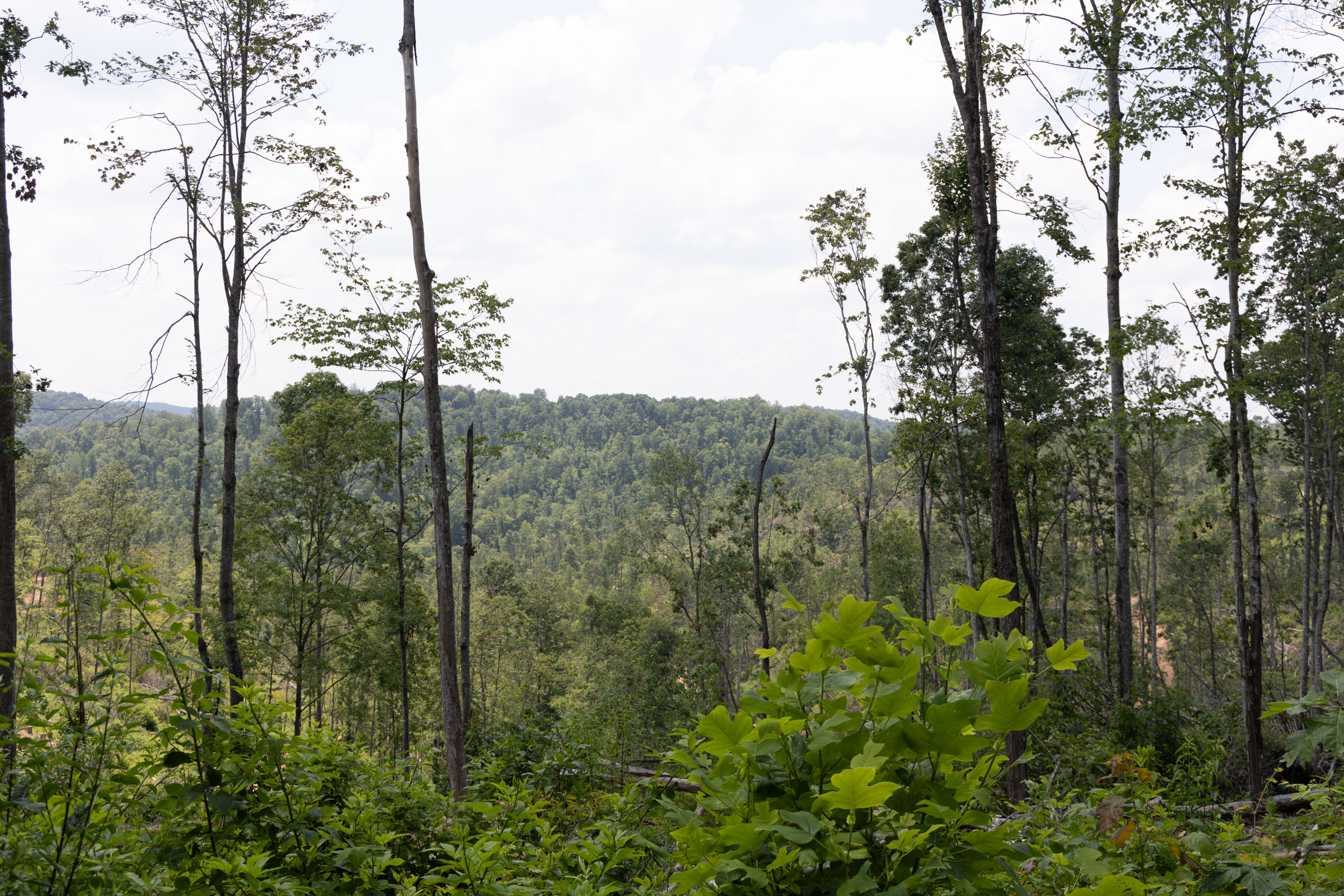 Tract 75 at Creek Hollow Phase II in Rockcastle County, Kentucky