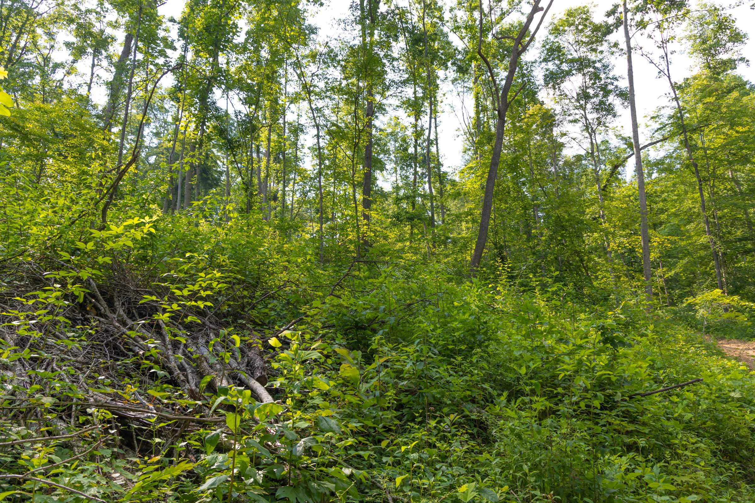 Tract 76 at Creek Hollow Phase II in Rockcastle County, Kentucky