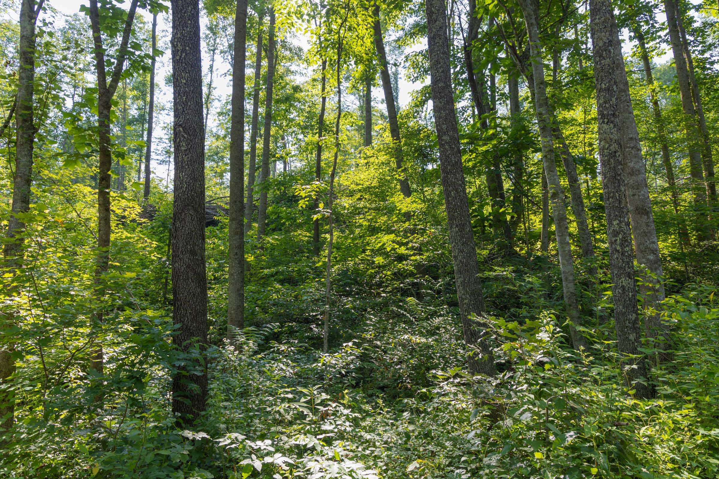 Tract 80 at Creek Hollow Phase II in Rockcastle County, Kentucky