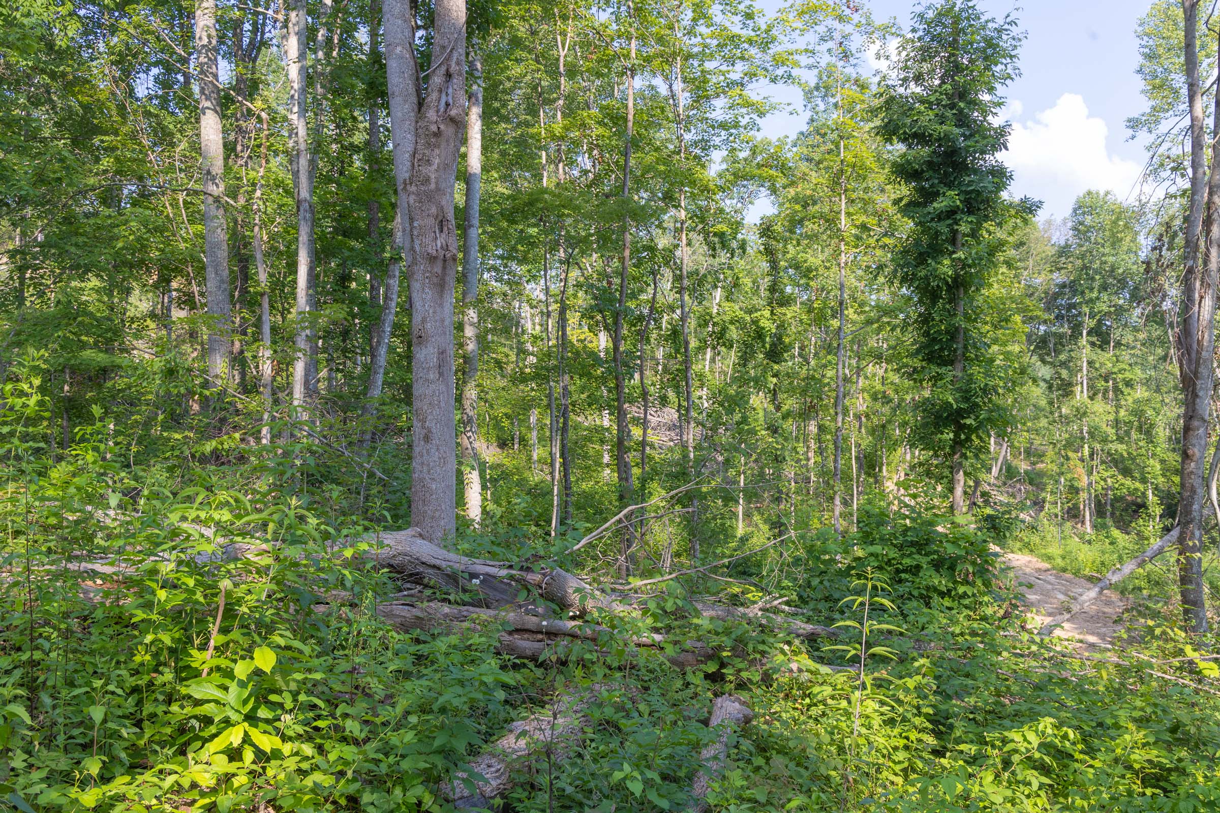 Tract 81 at Creek Hollow Phase II in Rockcastle County, Kentucky