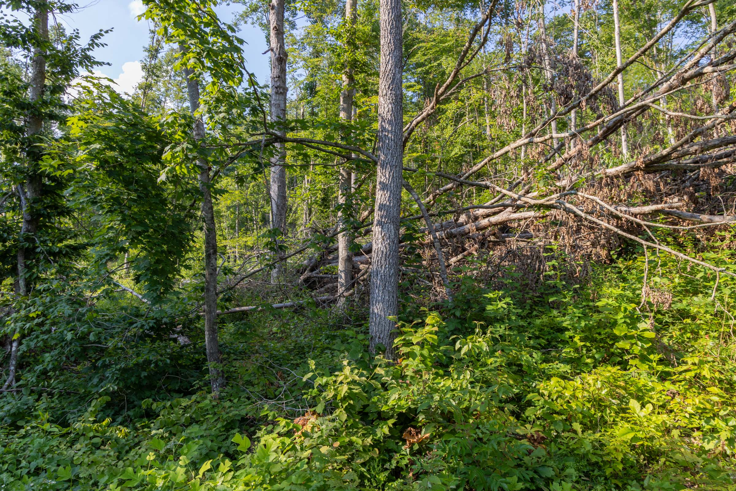 Tract 84 at Creek Hollow Phase II in Rockcastle County, Kentucky